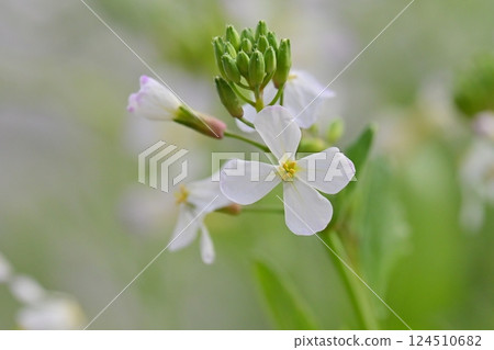 白蘿蔔 白蘿蔔 124510682