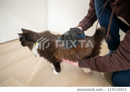 Person's hand brushing cat's hair with rubber glove while molting at home. Person's hand brushing cat's hair with rubber glove while molting at home. 124510831