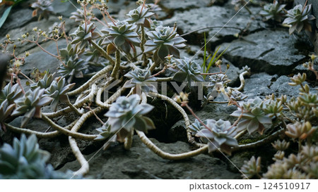 石蓮花 石蓮花 124510917