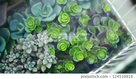 Succulent plants Succulent plants 124510918