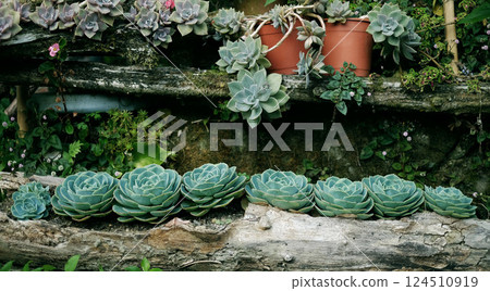 Stone lotus Stone lotus 124510919