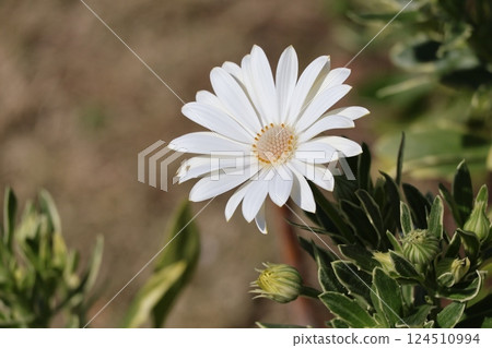 Close-up view of a white petaled flower 124510994