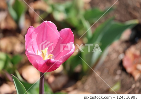 Close-up view of a single pink petaled tulip flower 124510995