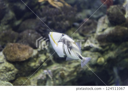 Closeup of a Lagoon Triggerfish in aquarium environment 124511067