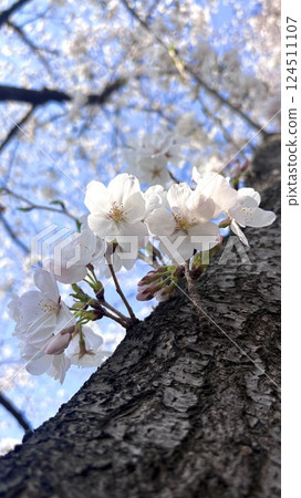 Cherry blossoms blooming in trunk 124511107
