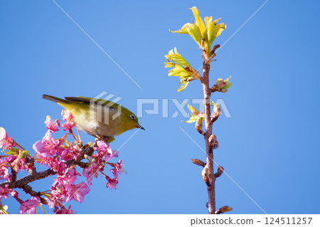 Kawazu cherry tree and mezzo 124511257