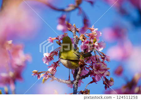 Kawazu cherry tree and mezzo 124511258