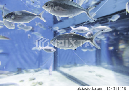 Fishes in aquarium environment 124511428