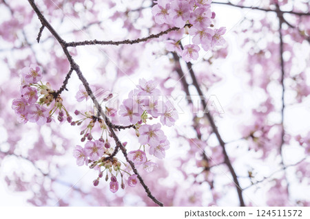 櫻花、春花 124511572