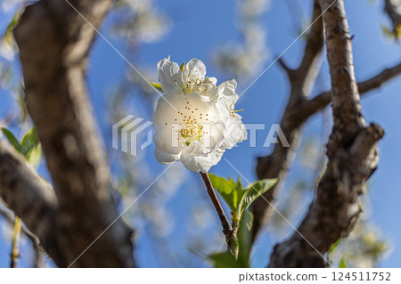 在春日 在春日 124511752
