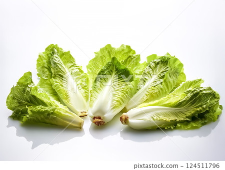 Lettuce image material 124511796