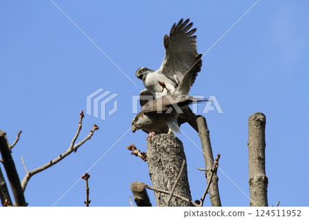 Mating of Otaka 124511952