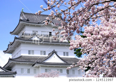 Odawara Castle Cherry Blossoms 124511997
