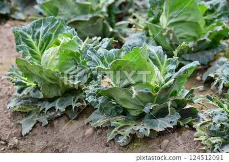 Bird damage: Damage caused by brown-eared bulbuls (damaged cabbage) Bird damage: Damage caused by brown-eared bulbuls (damaged cabbage) 124512091