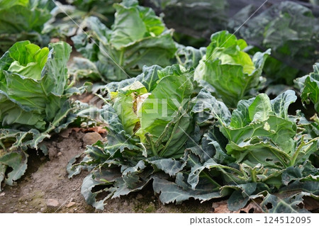 Bird damage: Damage caused by brown-eared bulbuls (damaged cabbage) 124512095