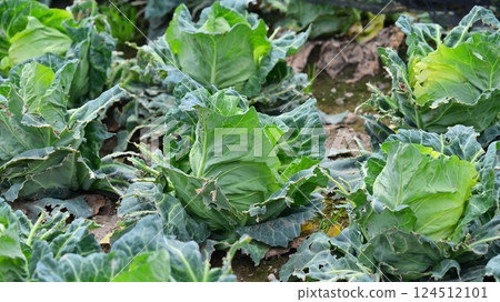 Bird damage: Damage caused by brown-eared bulbuls (damaged cabbage) Bird damage: Damage caused by brown-eared bulbuls (damaged cabbage) 124512101