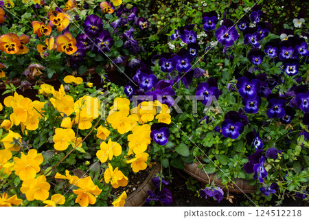 Pansies and violas blooming after the rain Pansies and violas blooming after the rain 124512218