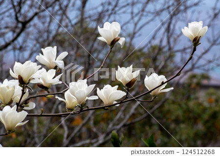 Shiraki蓮花 Shiraki蓮花 124512268