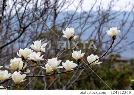 Shiraki蓮花 Shiraki蓮花 124512269