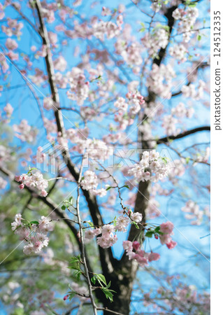 Beautiful cherry blossoms in Hibiya in 2025 124512335