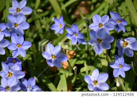 Purple flower 124512488