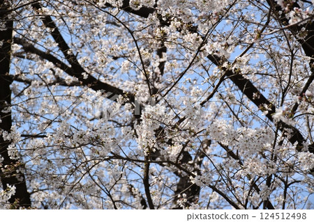 Sakura in full bloom that shines in the blue sky of spring 124512498