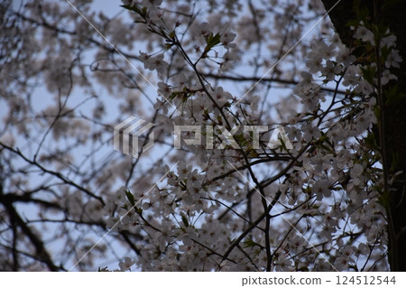 cherry blossoms bloomed cherry blossoms bloomed 124512544