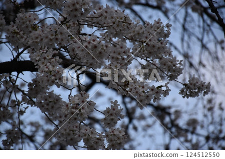 Season of cherry blossoms Season of cherry blossoms 124512550