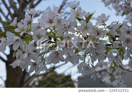 Cherry Blossom Cherry Blossom 124512551