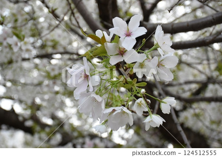 Cherry Blossom Cherry Blossom 124512555