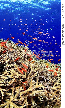 The coral reefs of Iriomote Island, where anthias goldii and blue-green damselfish swim 124512704