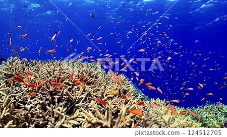 The coral reefs of Iriomote Island, where anthias goldii and blue-green damselfish swim The coral reefs of Iriomote Island, where anthias goldii and blue-green damselfish swim 124512705