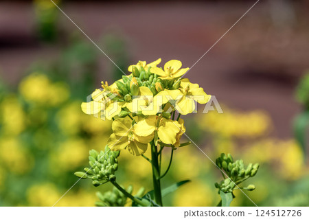 Rape grown for oil, also known as rapeseed Rape grown for oil, also known as rapeseed 124512726