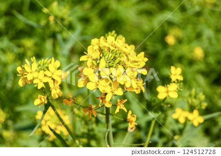 Mizuna (Brassicaceae) has beautiful light green flowers 124512728