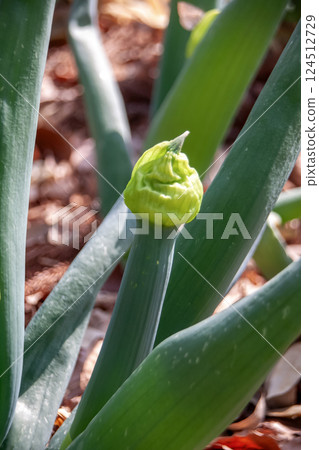 Shimonita leek, also known as Tonosama leek [Amaryllidaceae, Allium genus] 124512729