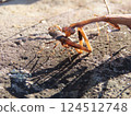 Mantis predation 124512748