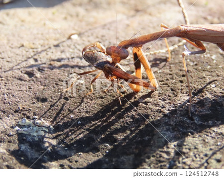 螳螂捕食 螳螂捕食 124512748