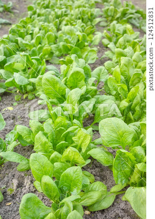 Organic vegetables growing in a polytunnel, selective focus. Organic vegetables growing in a polytunnel, selective focus. 124512831