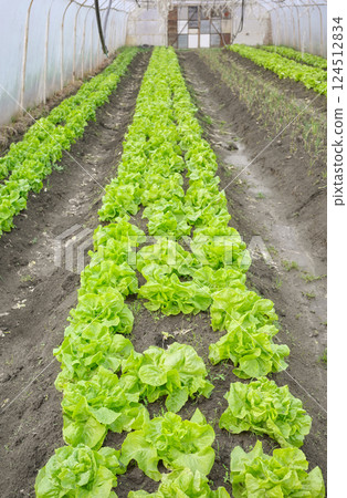 Organic vegetables growing in a polytunnel, selective focus. Organic vegetables growing in a polytunnel, selective focus. 124512834