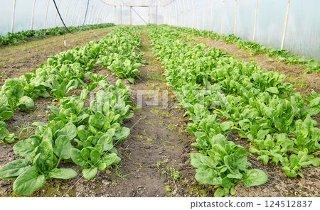 Organic vegetables growing in a polytunnel. Organic vegetables growing in a polytunnel. 124512837