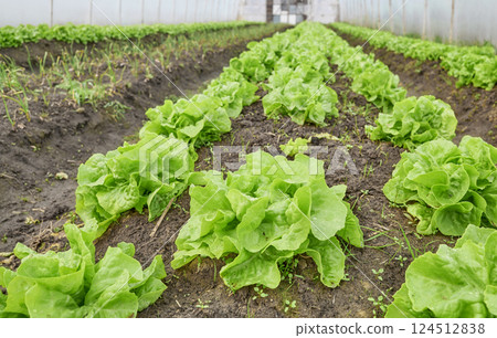 Organic vegetables growing in a polytunnel, selective focus. Organic vegetables growing in a polytunnel, selective focus. 124512838