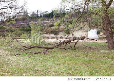 A large tree broken on the Hirose River riverbed by strong winds in March 2025 124513604