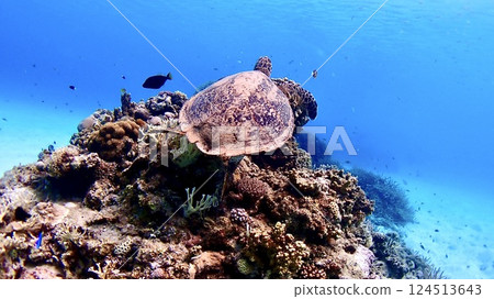 Hawksbill turtle swimming at Tokashiku Beach on Tokashiki Island in the Kerama Islands, Okinawa Prefecture Hawksbill turtle swimming at Tokashiku Beach on Tokashiki Island in the Kerama Islands, Okinawa Prefecture 124513643