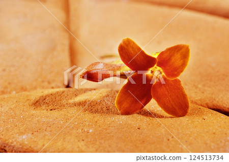 Orange flower of kalanchoe Orange flower of kalanchoe 124513734