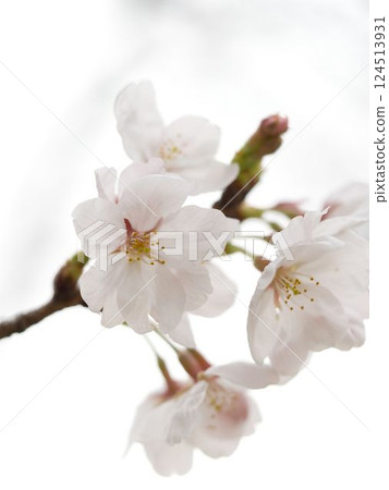 Macro photography of blooming cherry blossoms Macro photography of blooming cherry blossoms 124513931