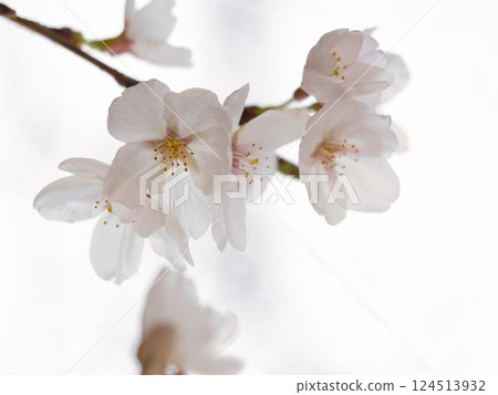Macro photography of blooming cherry blossoms 124513932