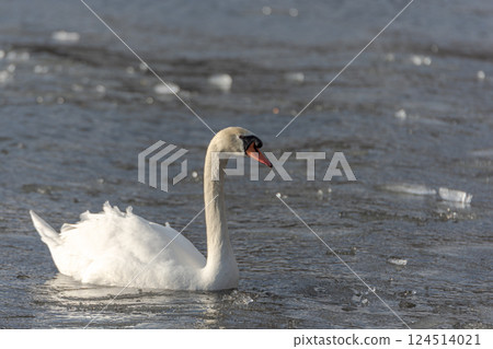 Swan in winter 124514021