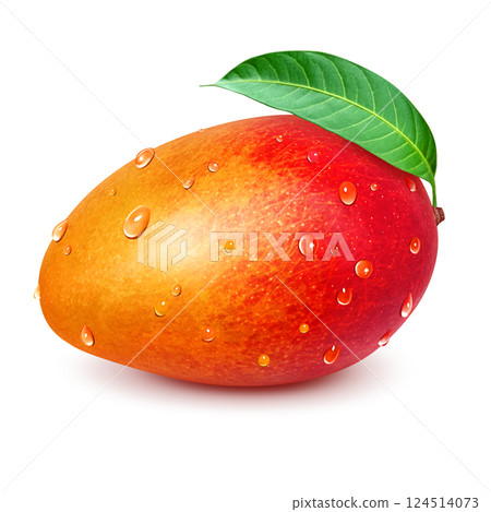 Mango illustration realistic white background 124514073