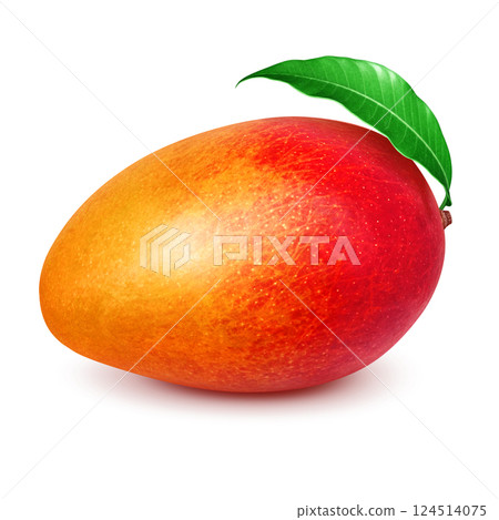 Mango illustration realistic white background 124514075