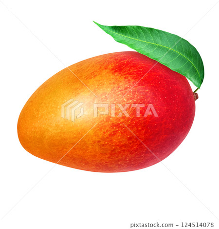 Mango illustration realistic white background 124514078